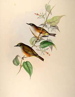 诺岛绣眼鸟 / White-chested White-eye / Zosterops albogularis