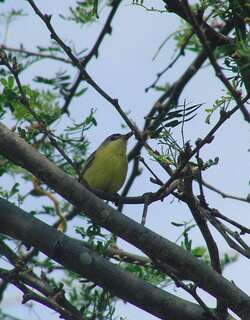 短尾哑霸鹟 / Maracaibo Tody-Flycatcher / Todirostrum viridanum