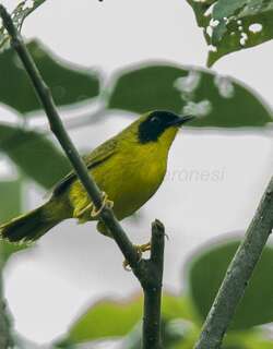 绿冠黄喉地莺 / Olive-crowned Yellowthroat / Geothlypis semiflava