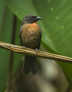 黑颊蚁唐纳雀 / Black-cheeked Ant Tanager / Habia atrimaxillaris