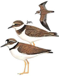 长嘴剑鸻 / Long-billed Plover / Charadrius placidus