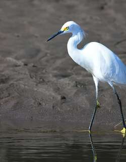 雪鹭 / Snowy Egret / Egretta thula
