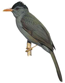 莫埃利短脚鹎 / Moheli Bulbul / Hypsipetes moheliensis