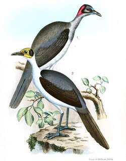 灰颈岩鹛 / Grey-necked Rockfowl / Picathartes oreas