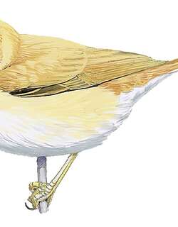 非洲漠地林莺 / African Desert Warbler / Curruca deserti