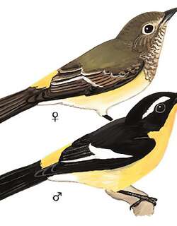 白眉姬鹟 / Yellow-rumped Flycatcher / Ficedula zanthopygia