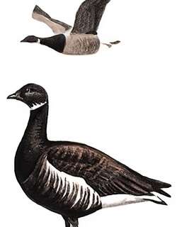 黑雁 / Brant Goose / Branta bernicla