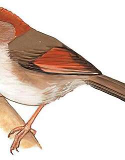 灰喉鸦雀 / Ashy-throated Parrotbill / Sinosuthora alphonsiana