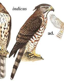 凤头鹰 / Crested Goshawk / Accipiter trivirgatus