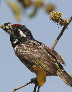 横斑拟䴕 / Banded Barbet / Lybius undatus
