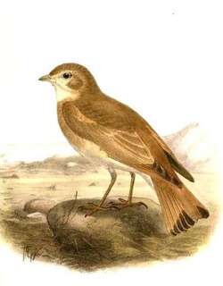 斑尾漠百灵 / Bar-tailed Lark / Ammomanes cinctura