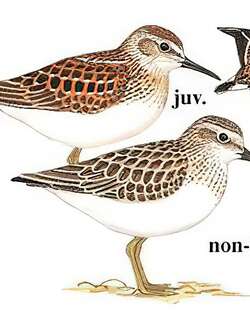 姬滨鹬 / Least Sandpiper / Calidris minutilla