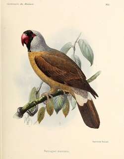 马斯卡林鹦鹉 / Mascarene Parrot / Mascarinus mascarinus