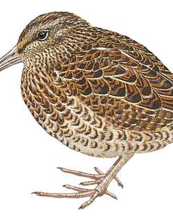 南岛沙锥 / South Island Snipe / Coenocorypha iredalei