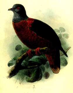 铜颈鸽 / Western Bronze-naped Pigeon / Columba iriditorques