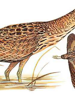 大麻鳽 / Eurasian Bittern / Botaurus stellaris