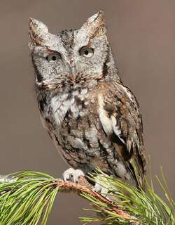 东美角鸮 / Eastern Screech Owl / Megascops asio