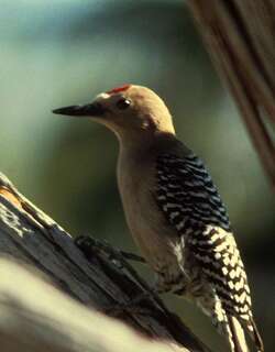 吉拉啄木鸟 / Gila Woodpecker / Melanerpes uropygialis