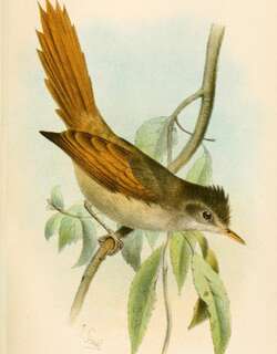 冠针尾雀 / Crested Spinetail / Cranioleuca subcristata