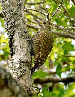白斑啄木鸟 / White-spotted Woodpecker / Veniliornis spilogaster