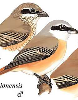 红尾伯劳 / Brown Shrike / Lanius cristatus