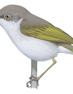 哈氏拱翅莺 / Hartert’s Camaroptera / Camaroptera harterti