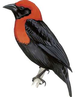 尼日利亚精织雀 / Ibadan Malimbe / Malimbus ibadanensis