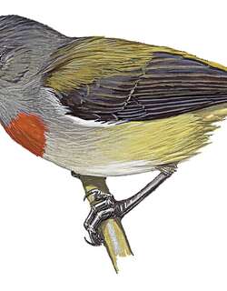 哈岛啄花鸟 / Halmahera Flowerpecker / Dicaeum schistaceiceps