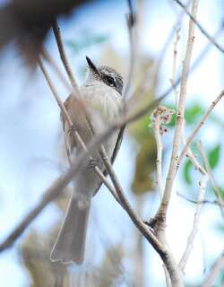 火红霸鹟 / Flammulated Flycatcher / Deltarhynchus flammulatus