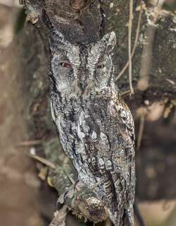 非洲角鸮 / African Scops Owl / Otus senegalensis