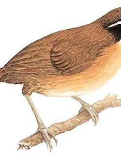红嘴钩嘴鹛 / Coral-billed Scimitar Babbler / Pomatorhinus ferruginosus