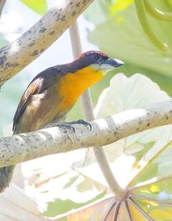 红顶须䴕 / Scarlet-crowned Barbet / Capito aurovirens