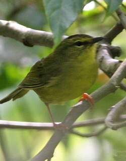 双斑王森莺 / Two-banded Warbler / Myiothlypis bivittata