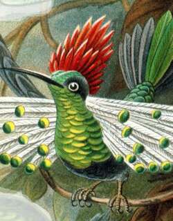 斑耳冠蜂鸟 / Dot-eared Coquette / Lophornis gouldii