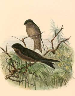 白腿燕 / White-thighed Swallow / Neochelidon tibialis