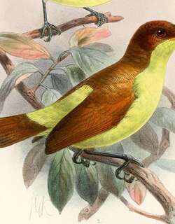 黄胸极乐鸟 / Yellow-breasted Satinbird / Loboparadisea sericea