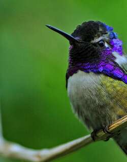 科氏蜂鸟 / Costa’s Hummingbird / Calypte costae