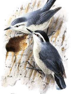 白头䴓 / Corsican Nuthatch / Sitta whiteheadi