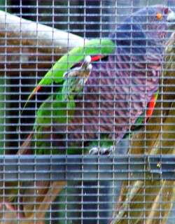 帝王鹦哥 / Imperial Amazon / Amazona imperialis