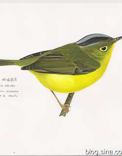 峨眉鹟莺 / Martens’s Warbler / Phylloscopus omeiensis