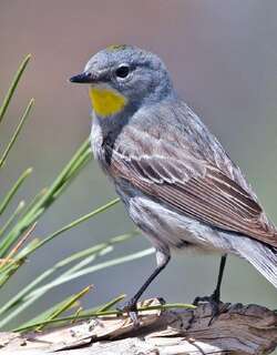 奥杜邦林莺 / Audubon’s Warbler / Setophaga auduboni