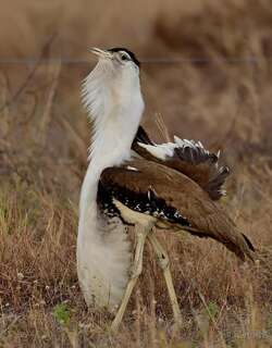 澳洲鸨 / Australian Bustard / Ardeotis australis