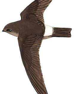 戈氏金丝燕 / Germain’s Swiftlet / Aerodramus germani