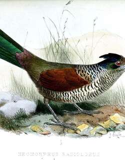 斑鸡鹃 / Banded Ground Cuckoo / Neomorphus radiolosus