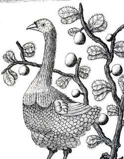 罗德里格斯渡渡鸟 / Rodrigues Solitaire / Pezophaps solitaria