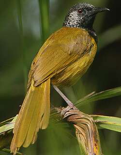 鹂莺 / Oriole Warbler / Hypergerus atriceps