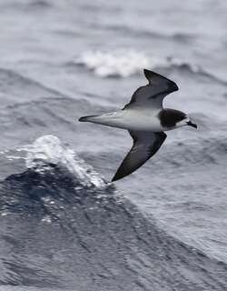 白翅圆尾鹱 / Gould’s Petrel / Pterodroma leucoptera