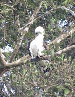 粉嘴鲣鸟 / Abbott’s Booby / Papasula abbotti