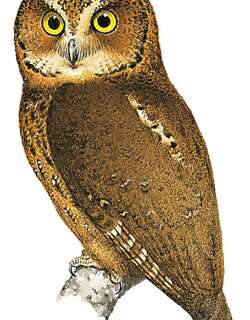 民岛角鸮 / Mindoro Scops Owl / Otus mindorensis