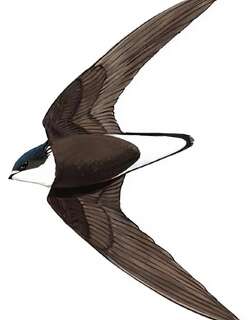白喉针尾雨燕 / White-throated Needletail / Hirundapus caudacutus